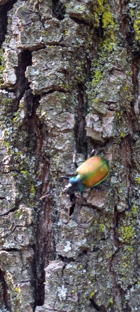 Calosoma sycophanta - aranyos bábrabló