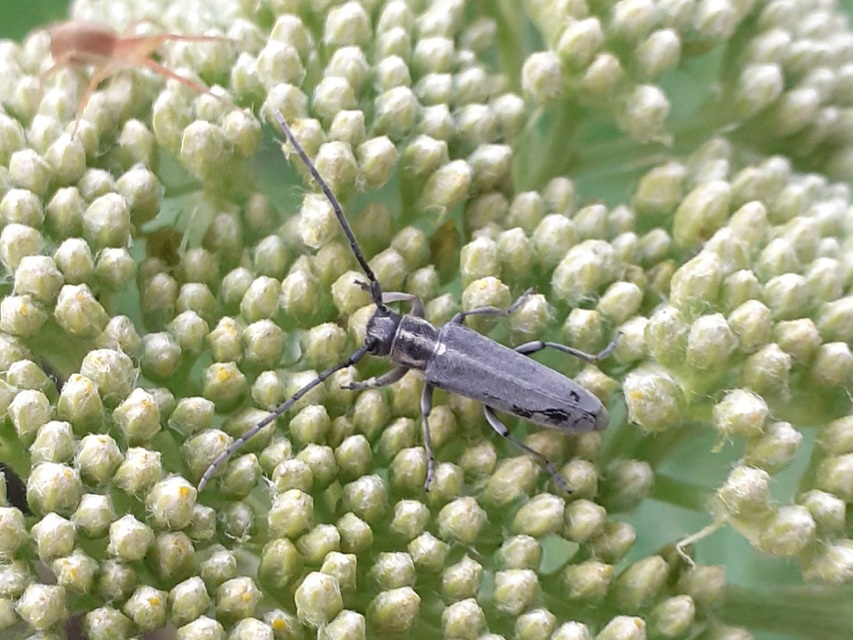 Phytoecia nigricornis - ürömcincér