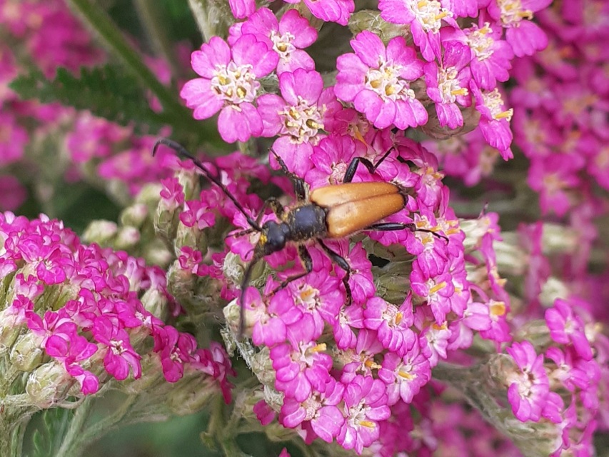 Stictoleptura fulva - vörhenyes virágcincér