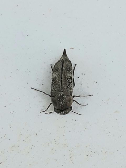 Tomoxia bucephala - kúptestű maróka
