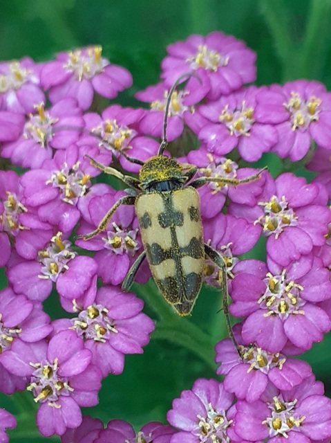 Pachytodes erraticus - rajzos virágcincér