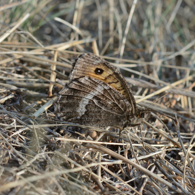 Arethusana arethusa - közönséges szemeslepke