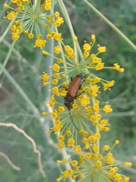 Stictoleptura fulva - vörhenyes virágcincér