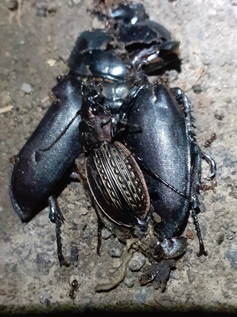 Carabus granulatus - mezei futrinka