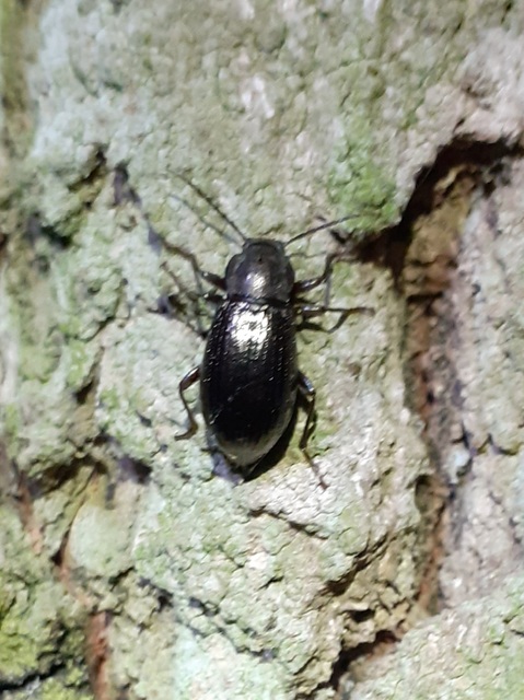 Stenomax aeneus - bronzos gyászbogár