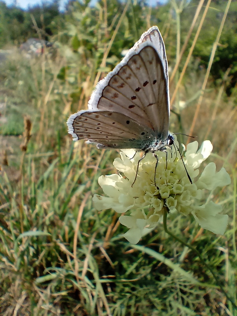 Polyommatus daphnis - csipkés boglárka