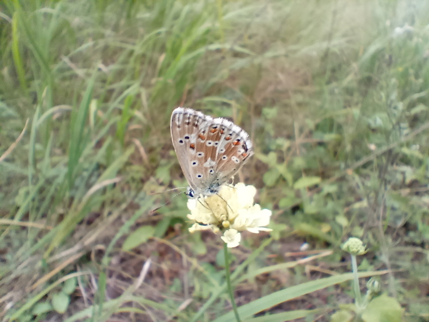 Polyommatus coridon - ezüstkék boglárka