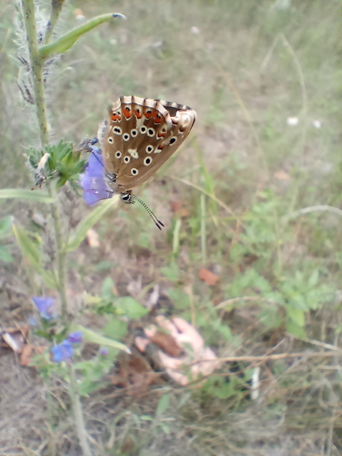 Polyommatus coridon - ezüstkék boglárka