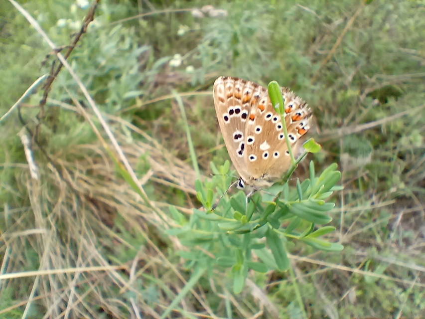 Polyommatus coridon - ezüstkék boglárka