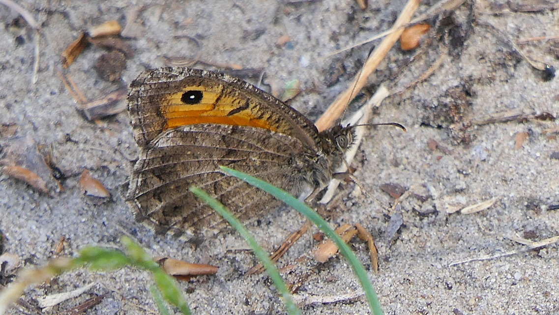 Arethusana arethusa - közönséges szemeslepke