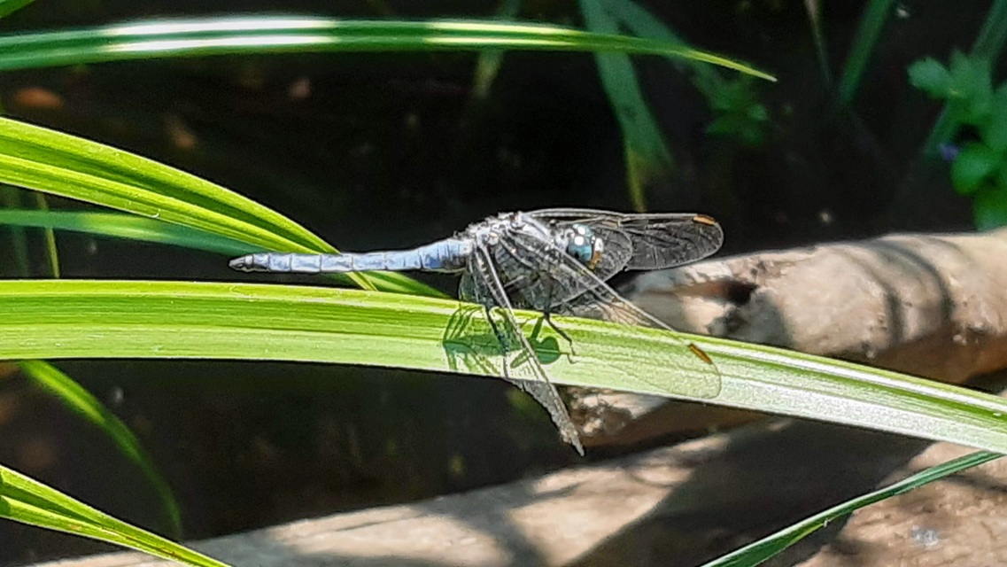 Orthetrum coerulescens - karcsú pásztorszitakötő