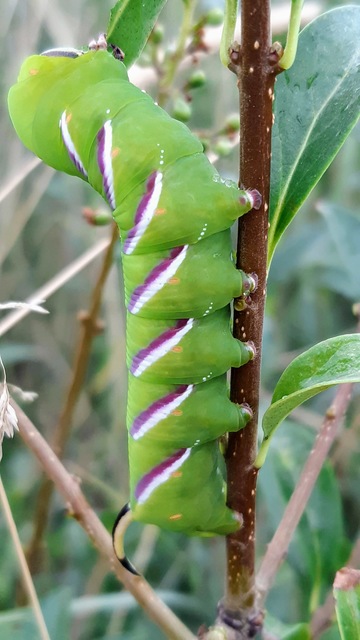 Sphinx ligustri - fagyalszender