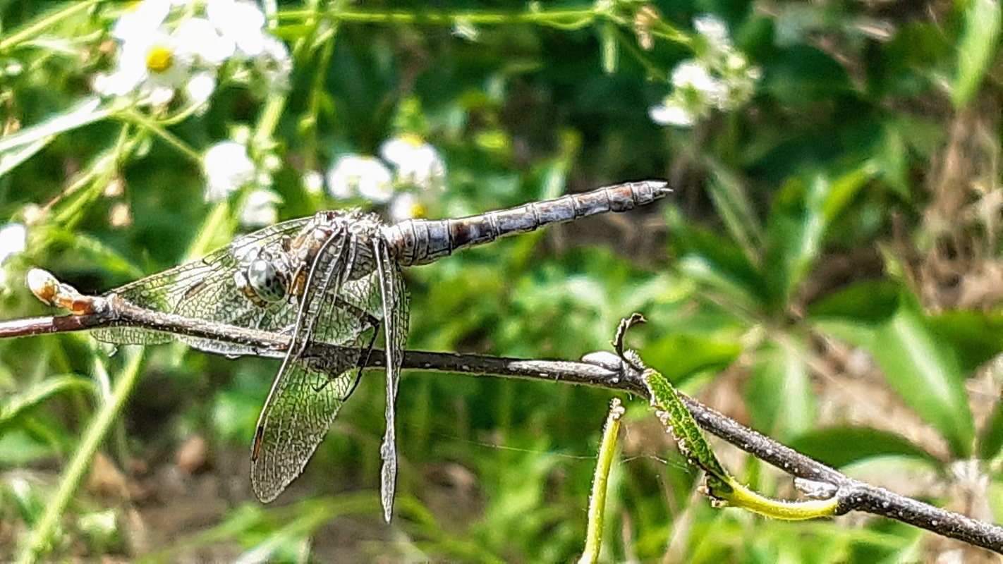 Orthetrum coerulescens/brunneum