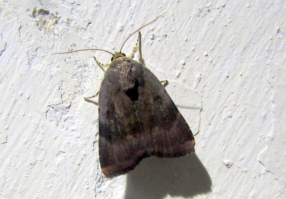 Noctua janthe/janthina
