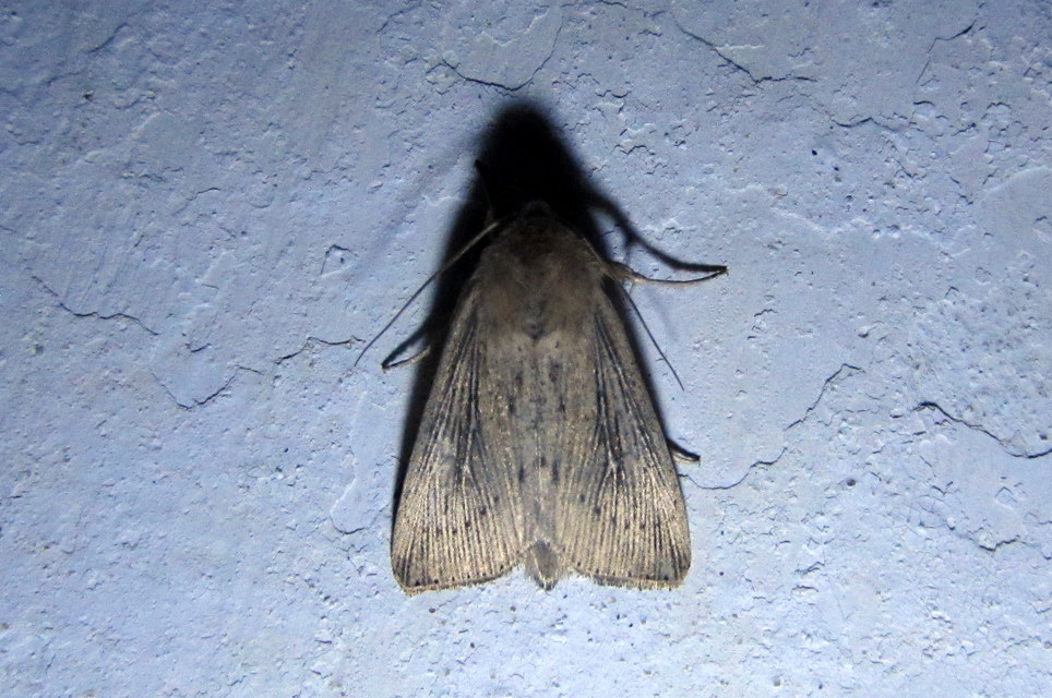 Leucania obsoleta - pontozott rétibagoly