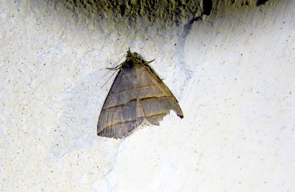 Colobochyla salicalis - háromsávos törpebagoly