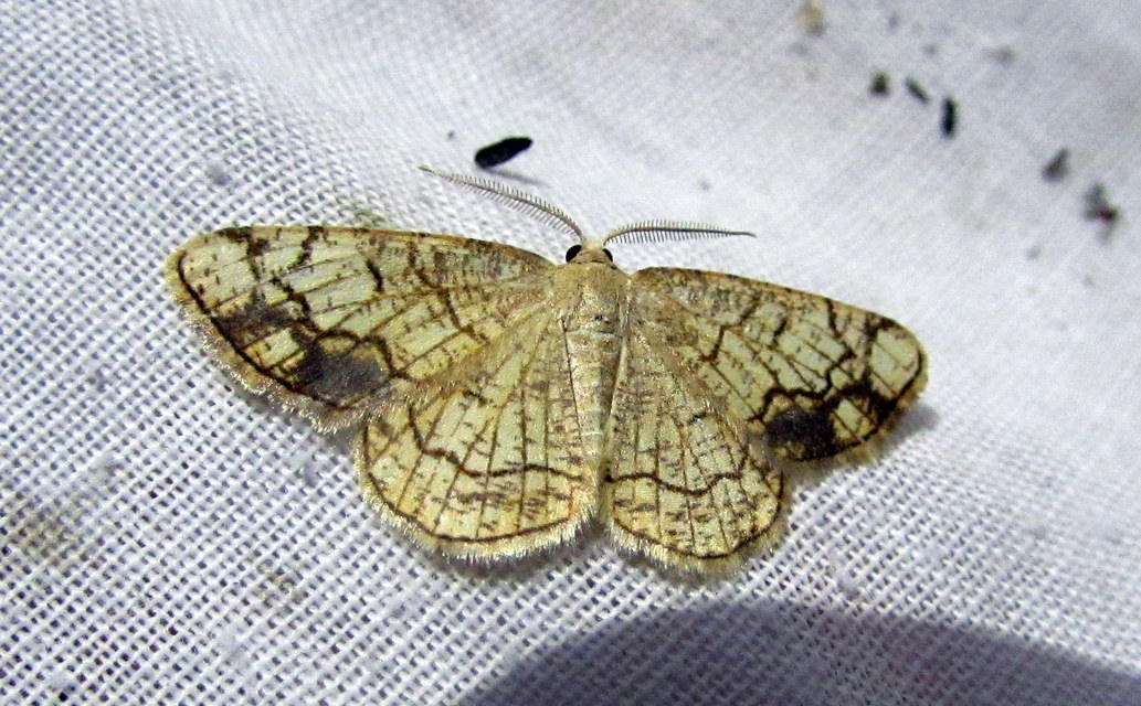 Stegania dilectaria - fehérnyár-araszoló