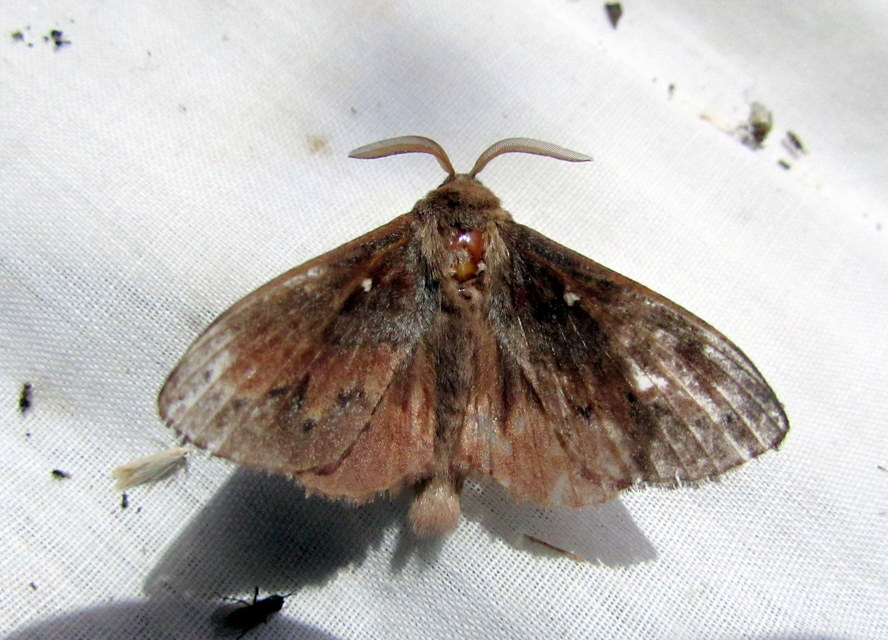 Dendrolimus pini - fenyőpohók