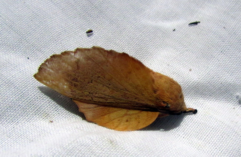 Gastropacha quercifolia - tölgylevélpohók