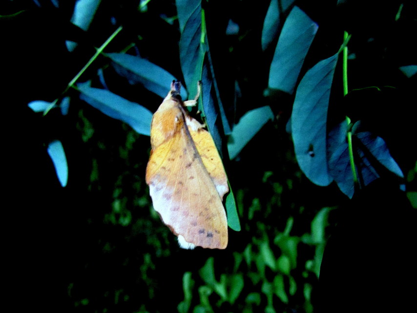 Gastropacha populifolia - sárga pohók