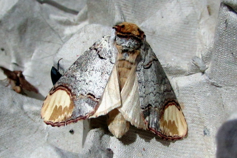 Phalera bucephala - sárgafoltos púposszövő