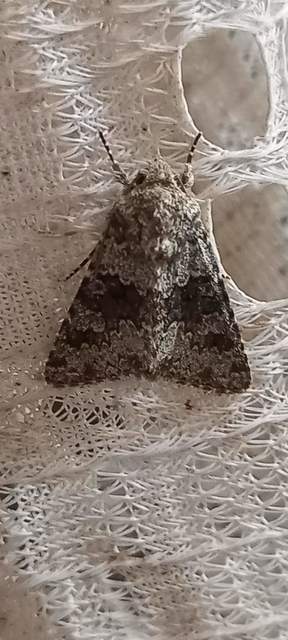 Hecatera dysodea - parajbagoly