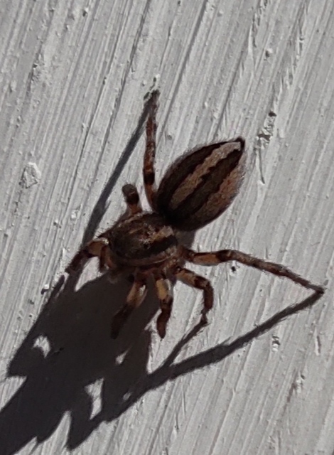 Phlegra fasciata - sávos ugrópók