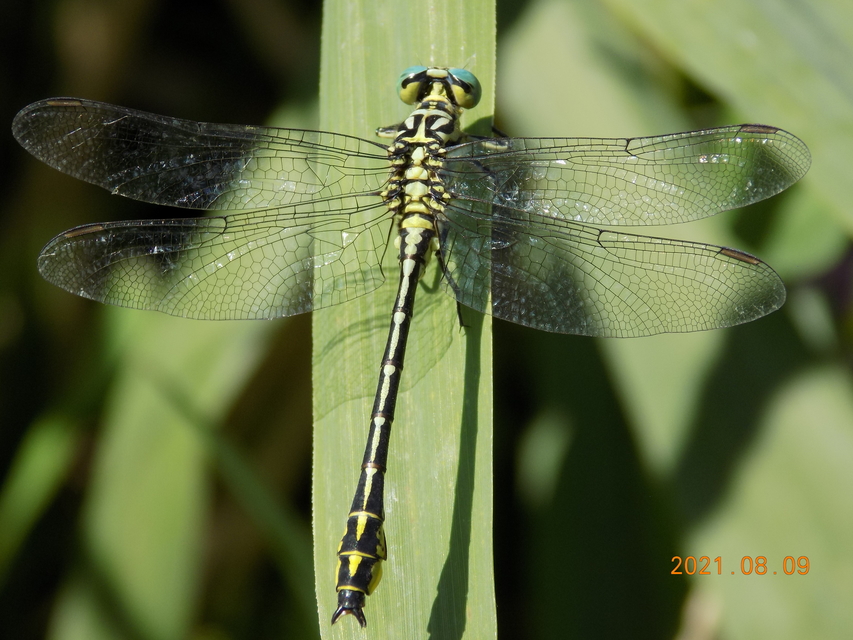 Gomphus flavipes - sárgalábú folyami-szitakötő