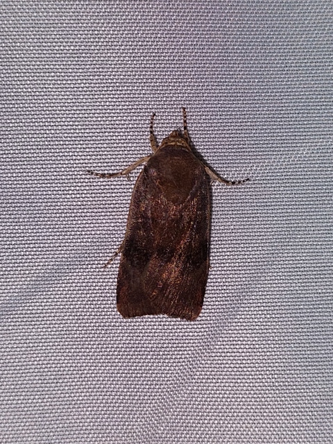 Noctua janthe/janthina
