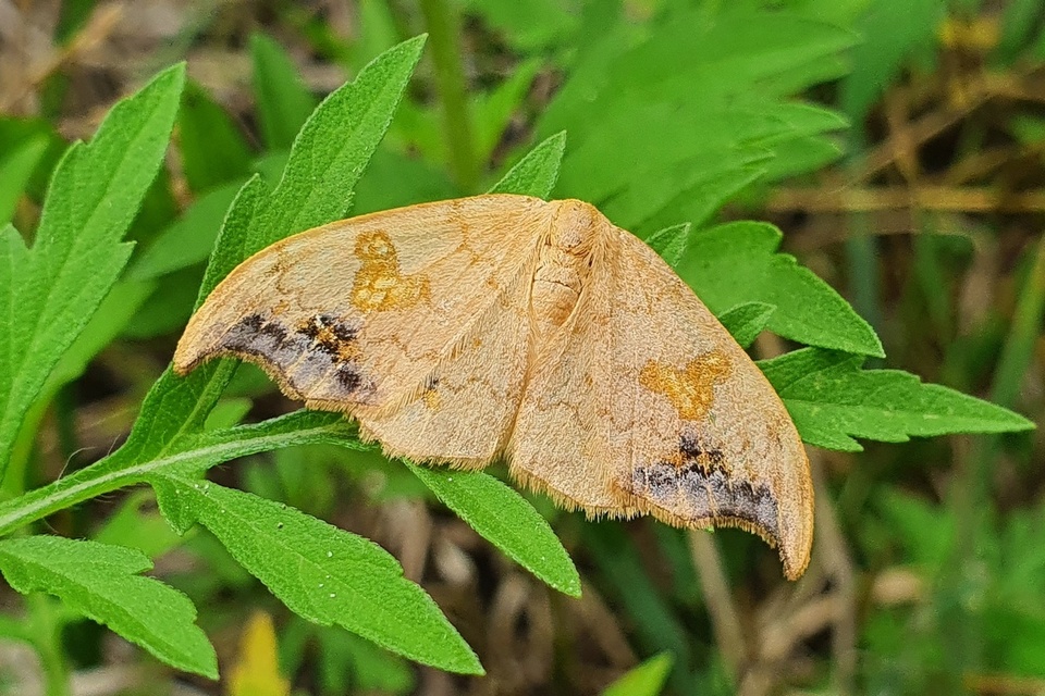 Sabra harpagula - hársfa-sarlósszövő Sabra harpagula - hársfa-sarlósszövő