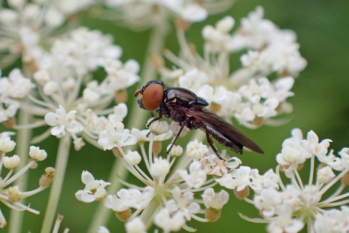 Chrysogaster