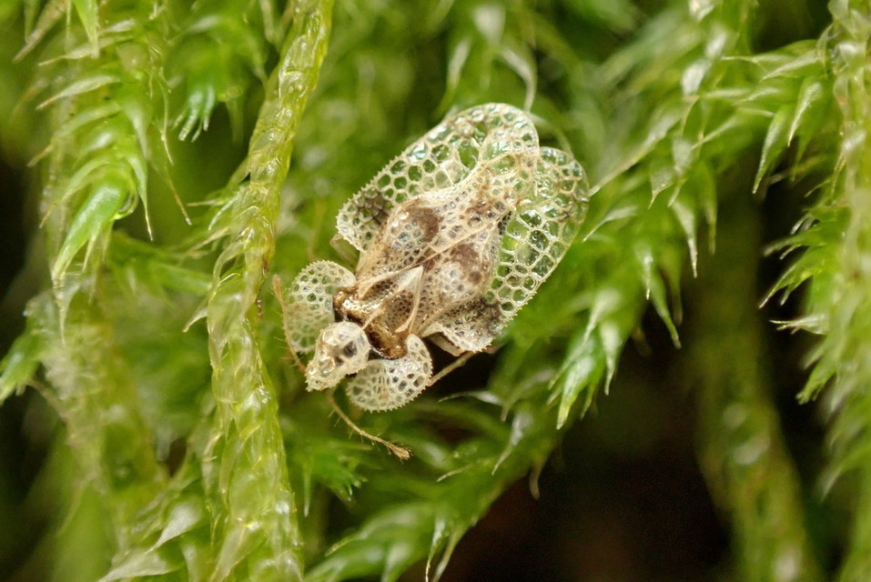 Corythucha arcuata - tölgy-csipkéspoloska