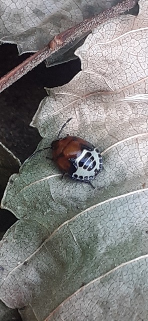 Tritomegas sexmaculatus - hatfoltos földipoloska
