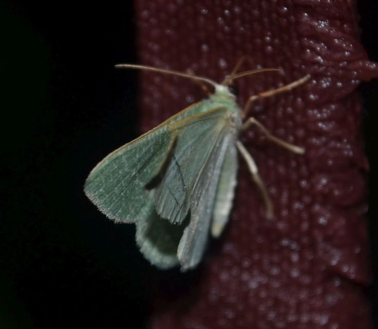 Phaiogramma etruscaria - fehérpettyes zöldaraszoló