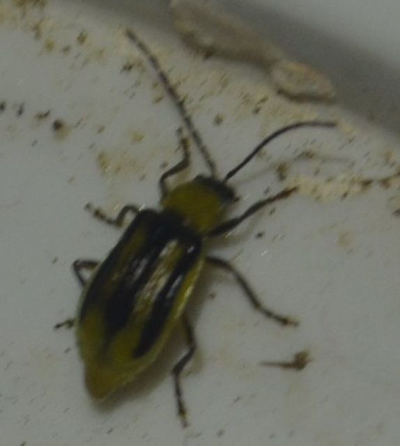 Diabrotica virgifera - amerikai kukoricabogár