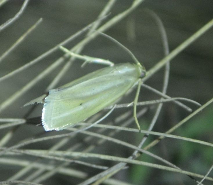 Selagia argyrella - ezüstös karcsúmoly