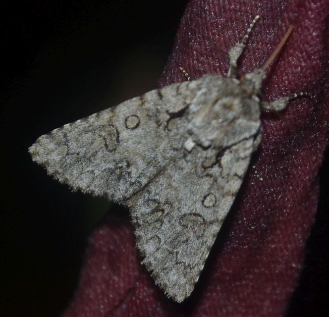 Acronicta auricoma - aranyos szigonyosbagoly