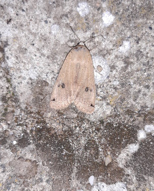 Noctua pronuba - nagy sárgafűbagoly