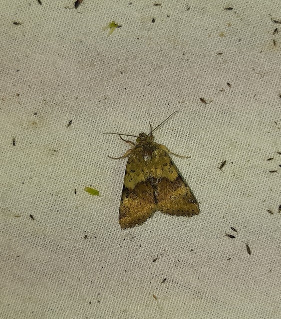 Heliothis viriplaca - mácsonyabagoly