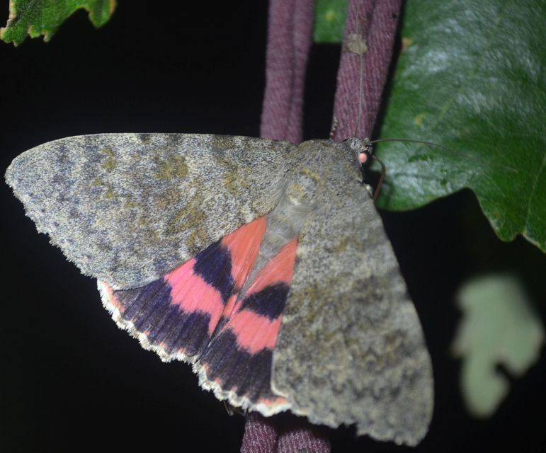 Catocala elocata - közönséges övesbagoly