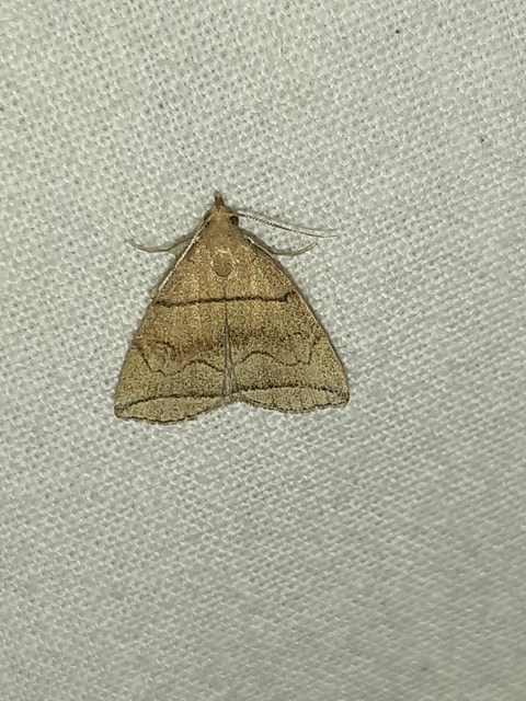 Herminia grisealis - ligeti karcsúbagoly