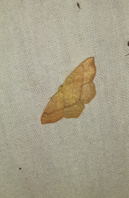 Cyclophora linearia - vonalas pettyesaraszoló