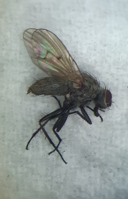 Anthomyiidae - viráglegyek