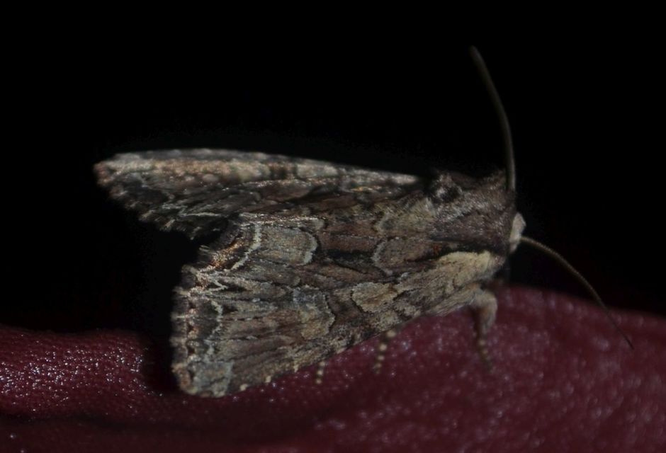 Lacanobia thalassina - borbolya-kertibagoly