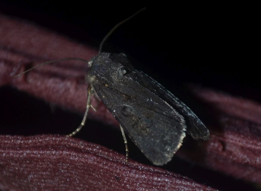 Euxoa nigricans - feketés földibagoly