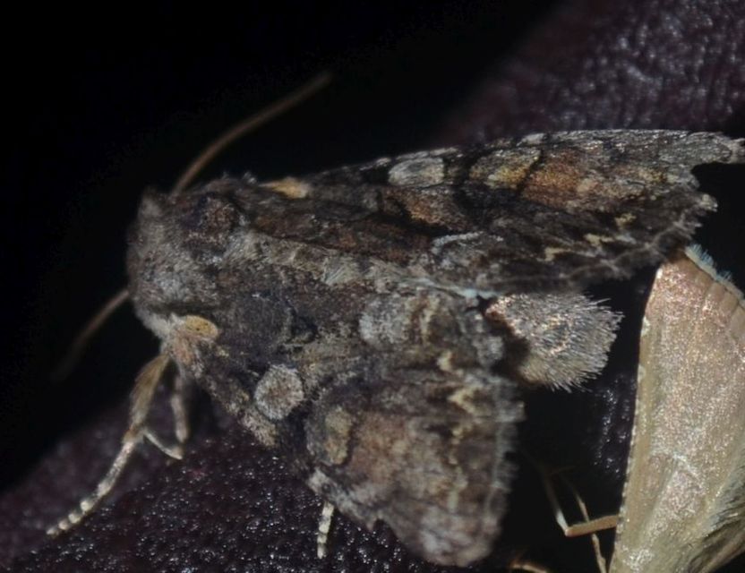 Lacanobia contigua - hamuszürke kertibagoly