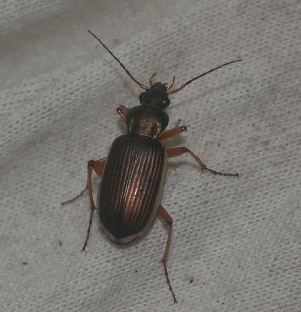 Chlaenius spoliatus - csupasz bűzfutó
