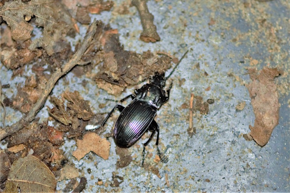 Abax parallelepipedus - félbordás szélesfutó