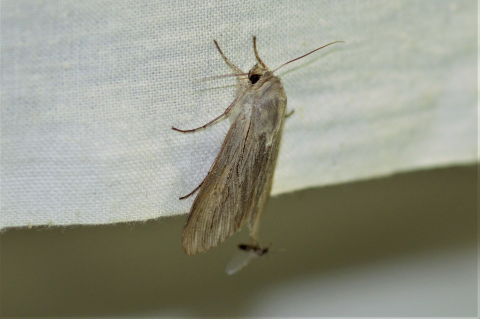Cucullia umbratica - közönséges csuklyásbagoly