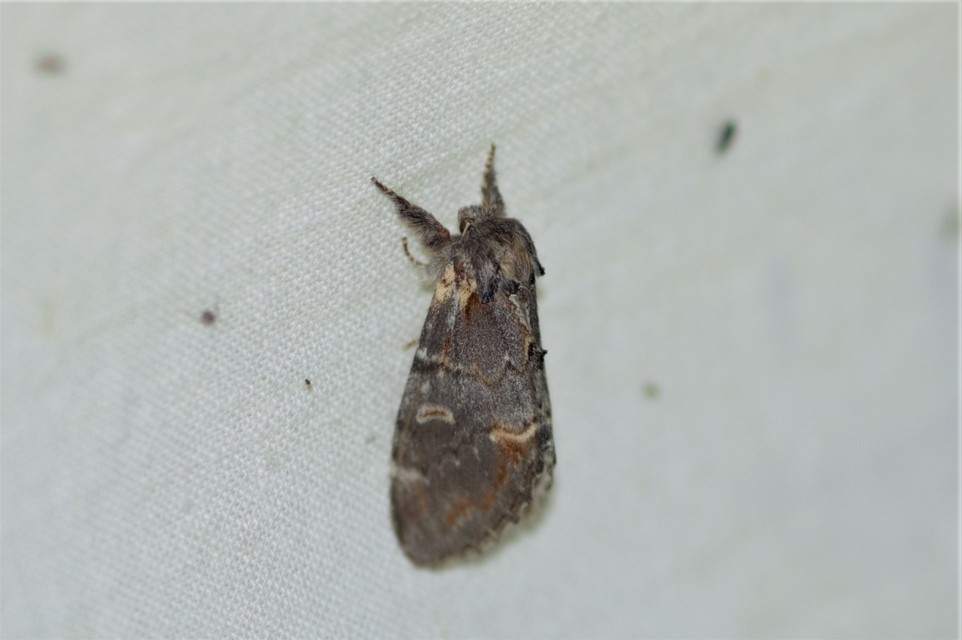 Notodonta dromedarius - tevehátú púposszövő